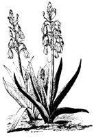 BLUME134.TIF