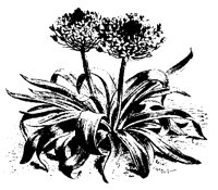 BLUME133.TIF