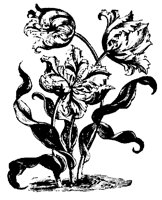 BLUME131.TIF
