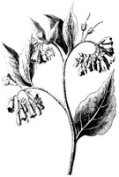 BLUME13.TIF
