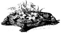 BLUME128.TIF