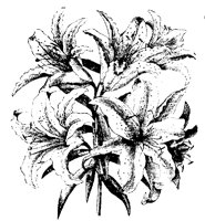 BLUME127.TIF
