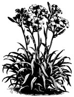 BLUME126.TIF
