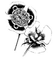 BLUME125.TIF