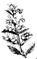 BLUME124.TIF