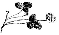 BLUME123.TIF