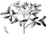 BLUME121.TIF