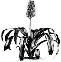 BLUME12.TIF
