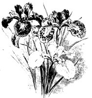 BLUME119.TIF