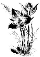 BLUME116.TIF