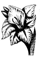 BLUME113.TIF
