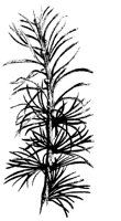 BLUME112.TIF