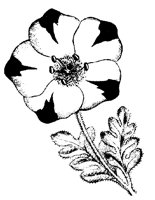 BLUME111.TIF