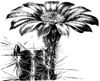 BLUME11.TIF