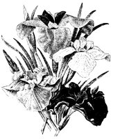 BLUME108.TIF