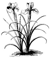 BLUME107.TIF