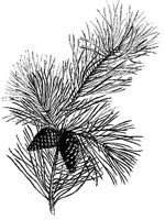 BLUME104.TIF