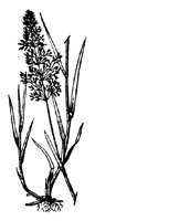 BLUME103.TIF