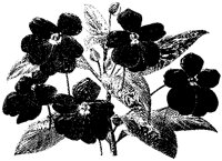 BLUME09.TIF