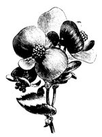 BLUME08.TIF