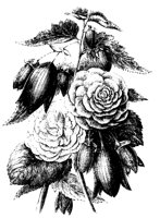 BLUME07.TIF