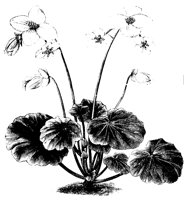 BLUME06.TIF