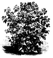 BLUME05.TIF