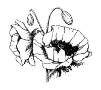 BLUME04.TIF