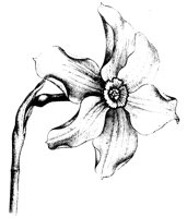 BLUME02.TIF