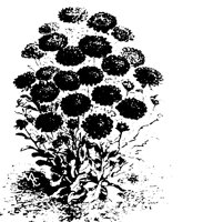 BLUME01.TIF