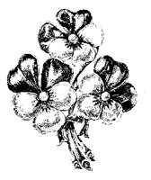 WILDROSE.TIF