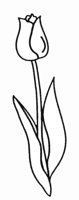 TULPE2.TIF