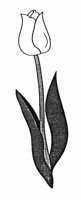 TULPE.TIF