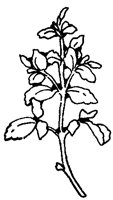 THYMIAN.TIF