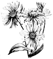 SONNENBL.TIF