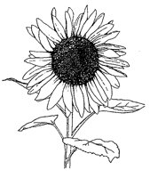 SONNENB2.TIF