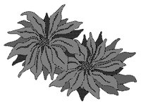SETTIA.TIF
