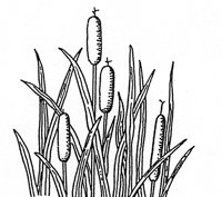 SCHILF.TIF