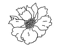 ROSE9.TIF