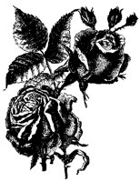 ROSE8.TIF