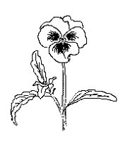ROSE4.TIF