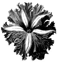 PETUNIA.TIF