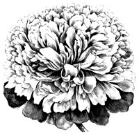 PEONIES.TIF
