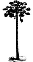 PALME1.TIF