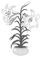 ORCHIDEE.TIF