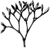 MISTEL.TIF