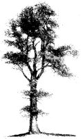 KORKEICH.TIF