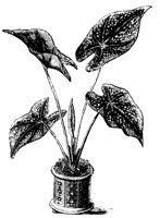 G_BAUM.TIF