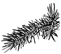 FICHTE.TIF