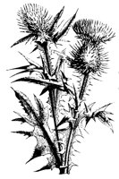 DISTEL.TIF